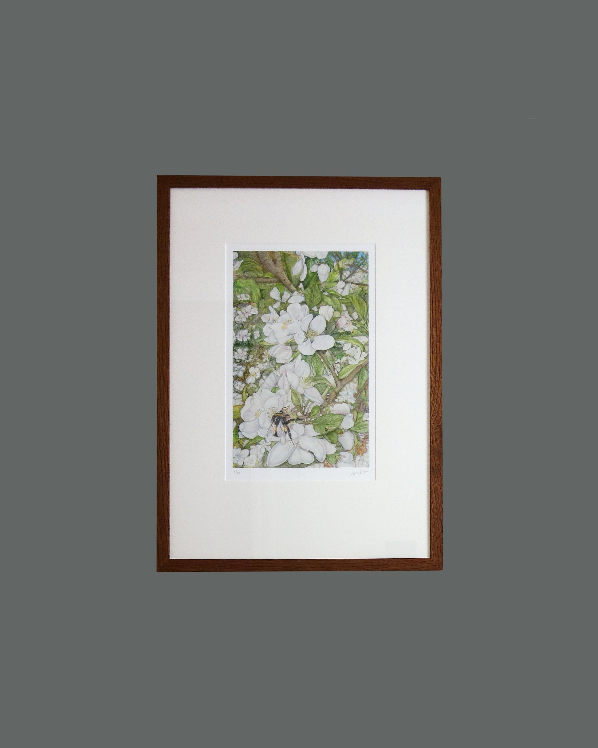 Cotswold Spring framed print captures the essence of changing seasons from around the world. Depicting a busy bumblebee and the blossoming apple tree from my garden in the Cotswolds on a sunny spring day, using gouache paint and polychromos pencil