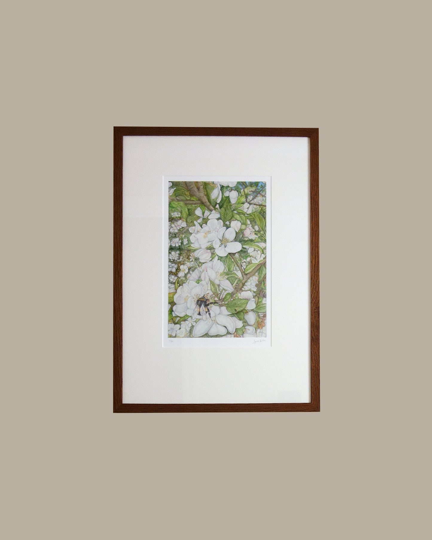 Cotswold Spring framed print captures the essence of changing seasons from around the world. Depicting a busy bumblebee and the blossoming apple tree from my garden in the Cotswolds on a sunny spring day, using gouache paint and polychromos pencil