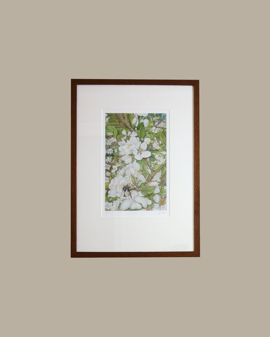 Cotswold Spring framed print captures the essence of changing seasons from around the world. Depicting a busy bumblebee and the blossoming apple tree from my garden in the Cotswolds on a sunny spring day, using gouache paint and polychromos pencil
