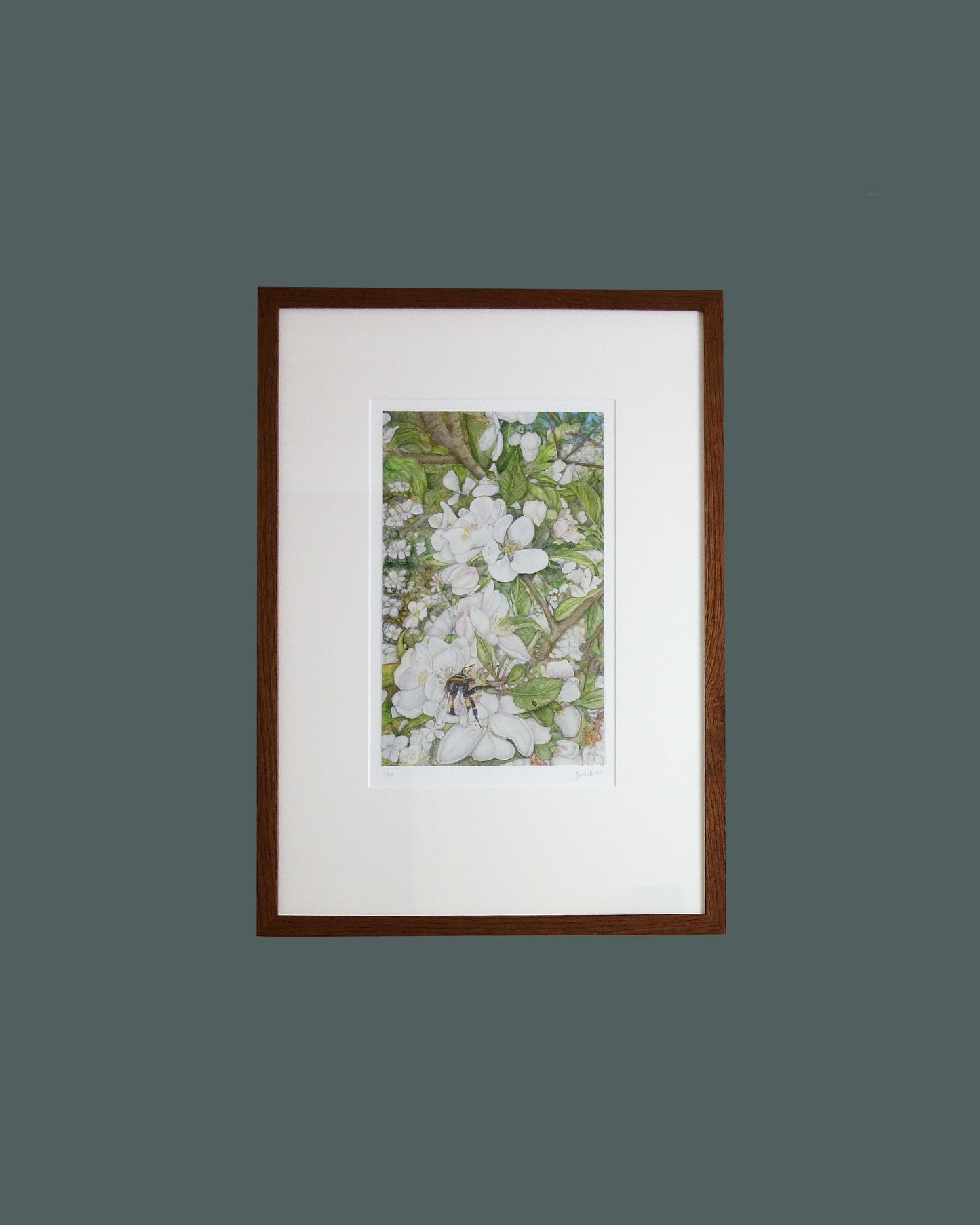 Cotswold Spring framed print captures the essence of changing seasons from around the world. Depicting a busy bumblebee and the blossoming apple tree from my garden in the Cotswolds on a sunny spring day, using gouache paint and polychromos pencil