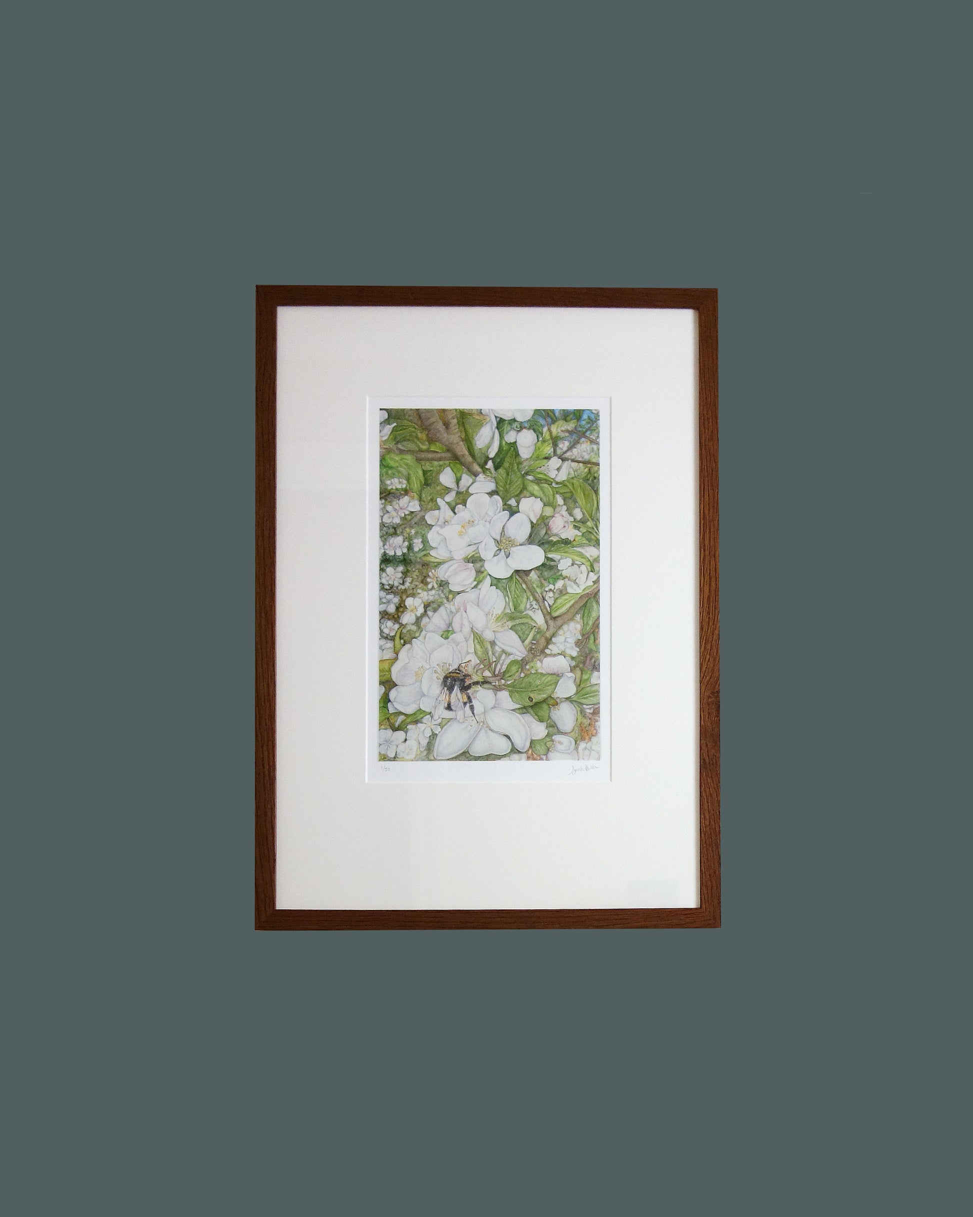 Cotswold Spring framed print captures the essence of changing seasons from around the world. Depicting a busy bumblebee and the blossoming apple tree from my garden in the Cotswolds on a sunny spring day, using gouache paint and polychromos pencil
