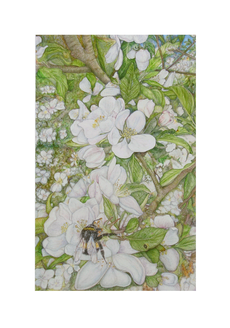 Cotswold Spring print captures the essence of the changing seasons from around the world. Depicting a busy bumblebee and the blossoming apple tree from my own garden in the Cotswolds on a sunny spring day, using gouache paint and polychromos pencil