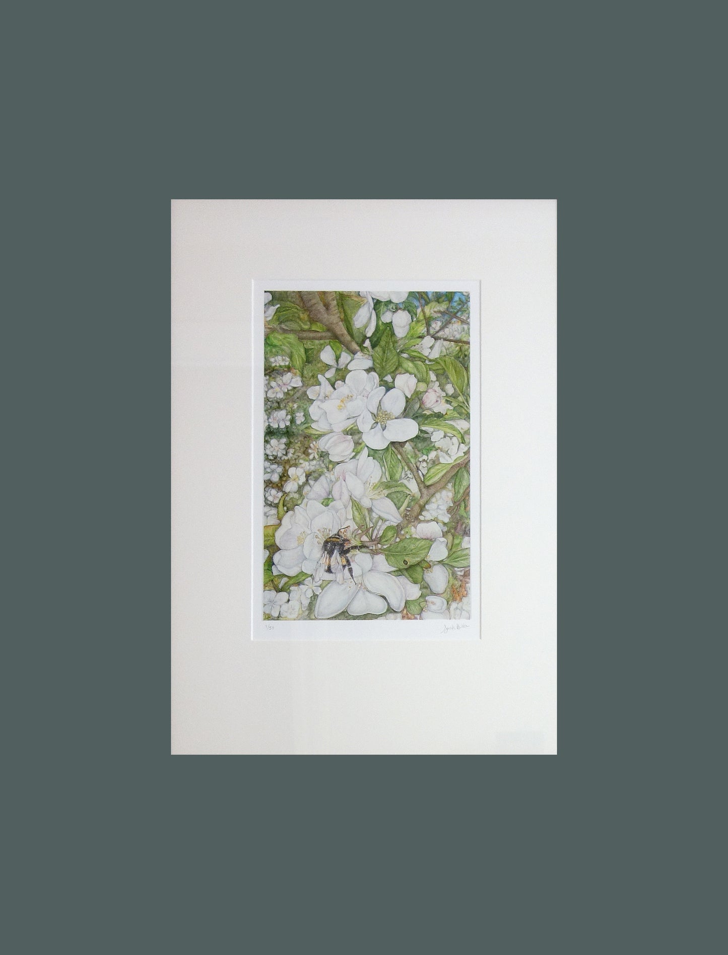 Cotswold Spring print captures the essence of the changing seasons from around the world. Depicting a busy bumblebee and the blossoming apple tree from my own garden in the Cotswolds on a sunny spring day, using gouache paint and polychromos pencil